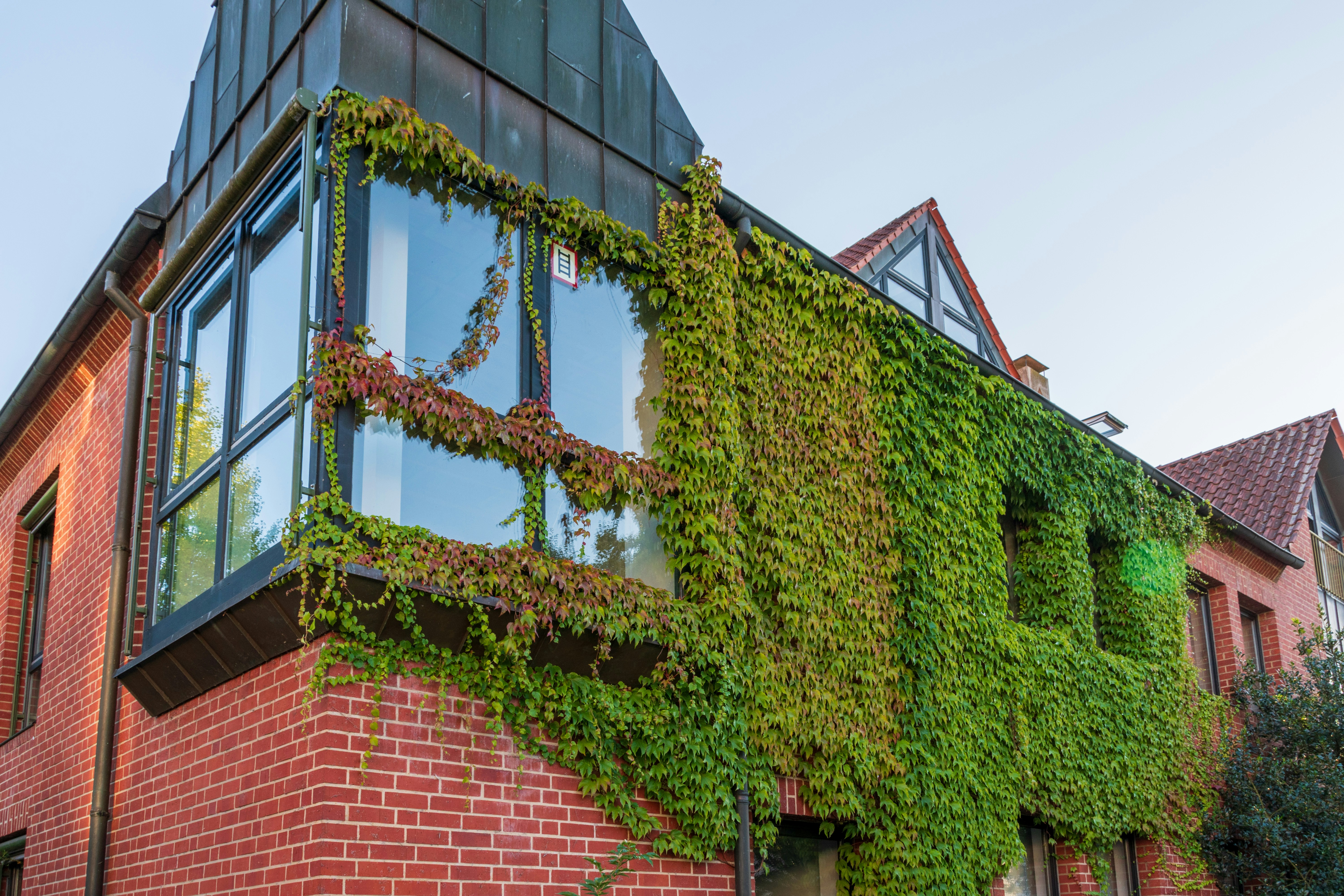 Building covered in green ivy with red brick details.